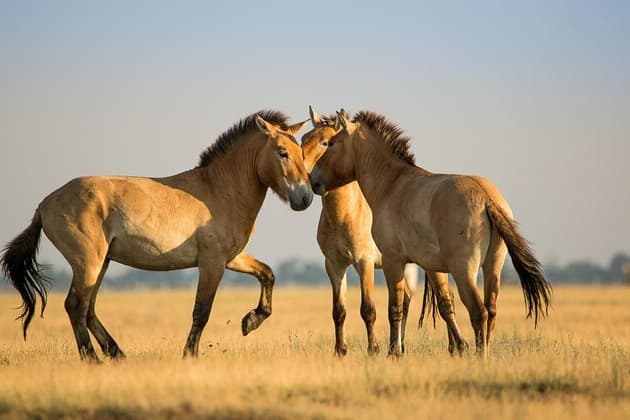 Relaxare la Hajduszoboszlo-  statiunea cu ape termale din Ungaria(pentru testare site)-2