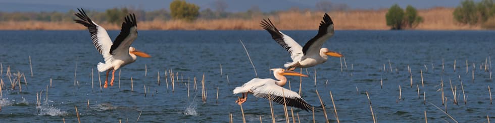 Minivacanță de 1 Mai în Delta Dunării – Relaxare, Natură și Tradiții